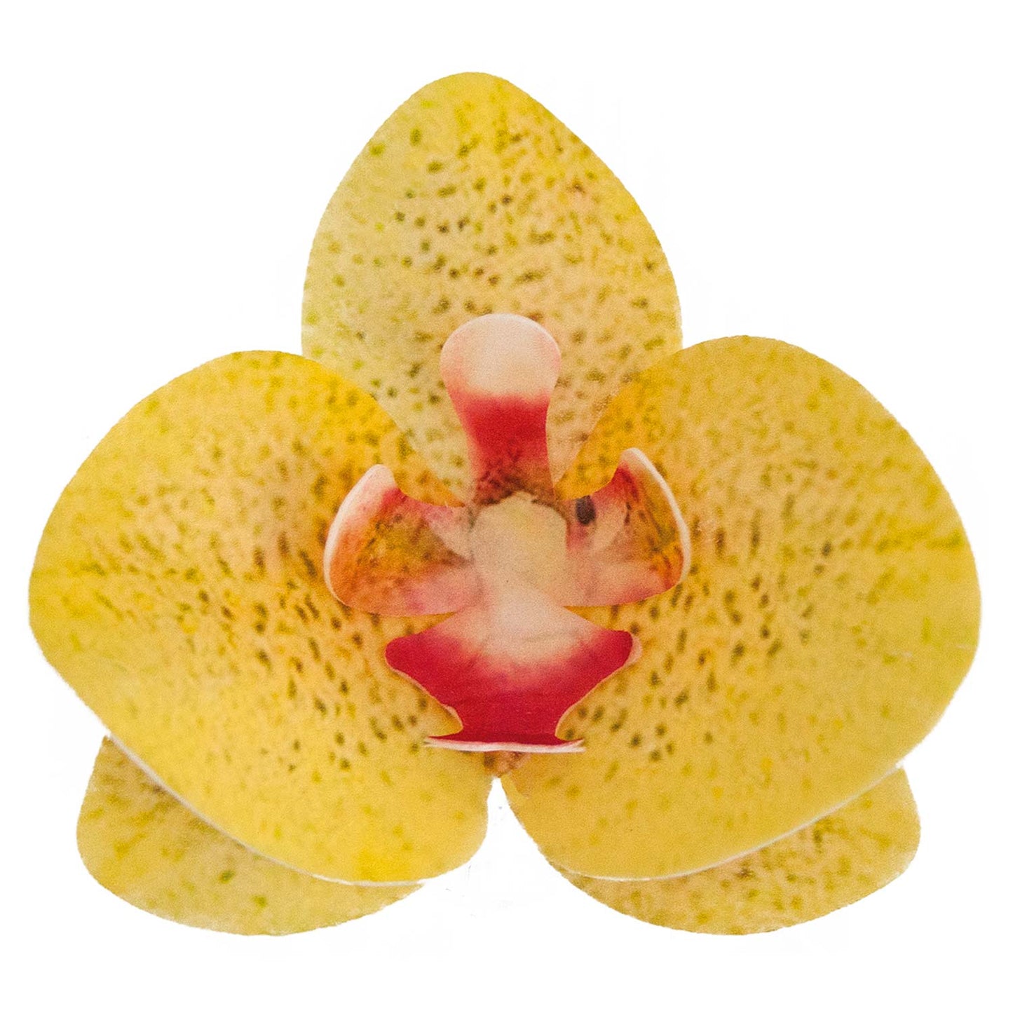 DECORACIÓN OBLEA COMESTIBLE 10 ORQUÍDEAS 8,5-7,5 CM